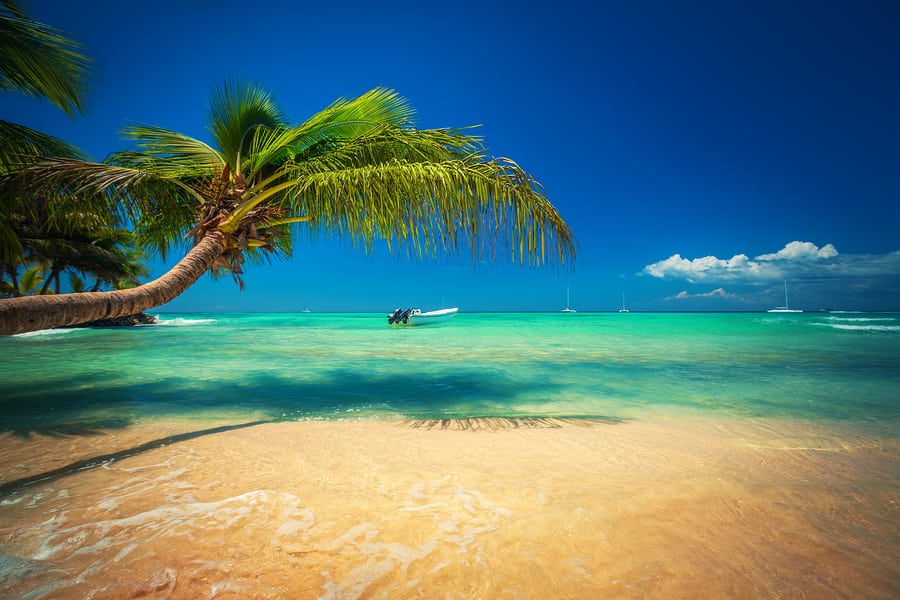 Palmtree And Tropical Beach. Exotic Island Saona In Caribbean